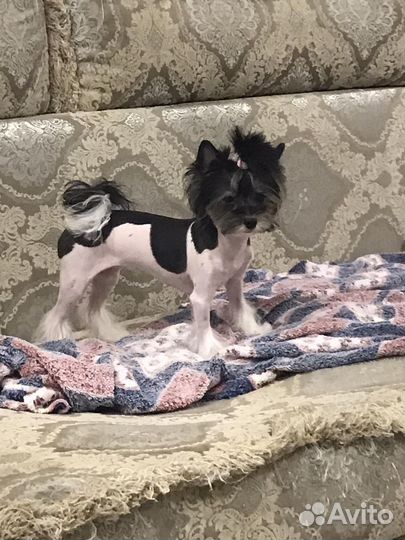 Бивер йорк девочка