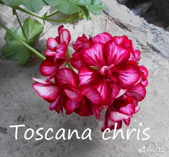 Пеларгонии плющелистные