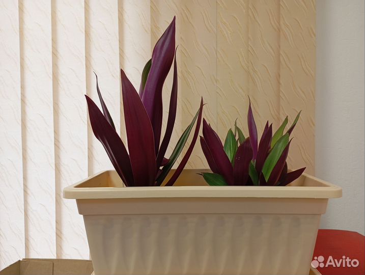 Рео (Традесканция покрывальчатая)