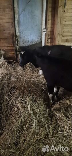 Тёлки. Нетели