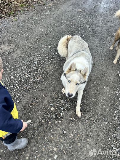 Щенки Хаски