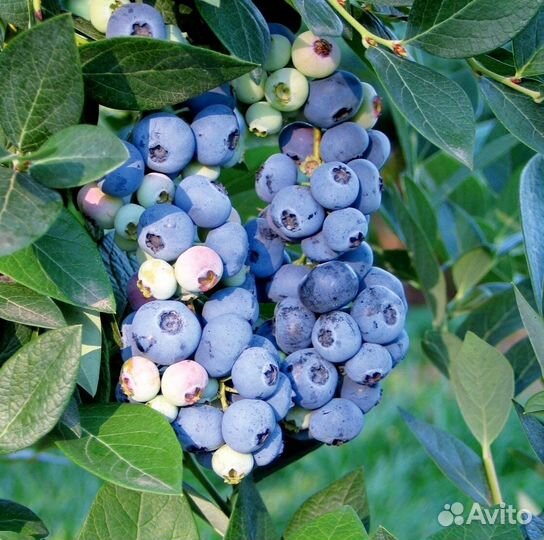 Саженцы голубики на осень