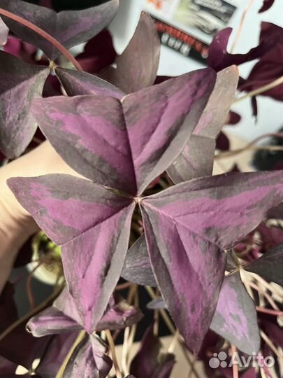 Кислица оксалис комнатное растение