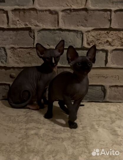 Канадский сфинкс