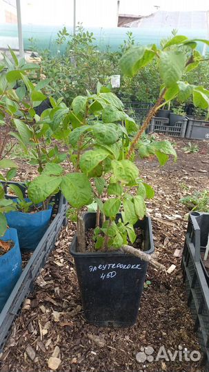 Элеутерококк