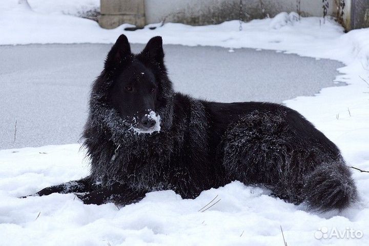 Щенки длинношерстных медвежьих нем овчарок