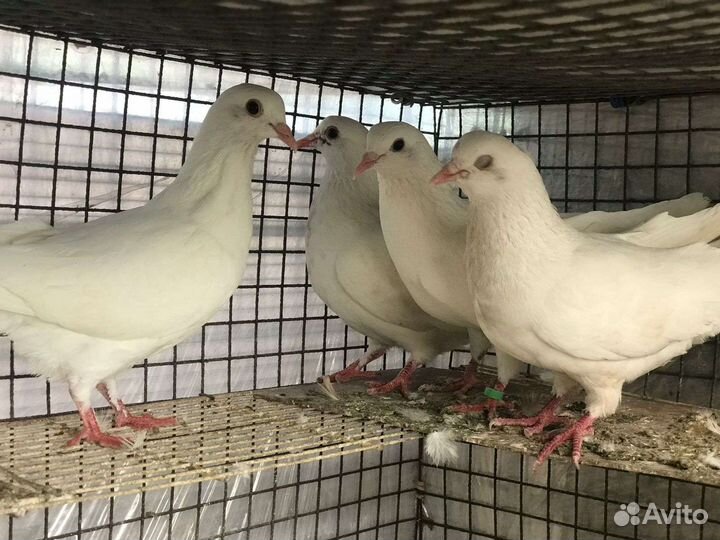 Пойманные голуби