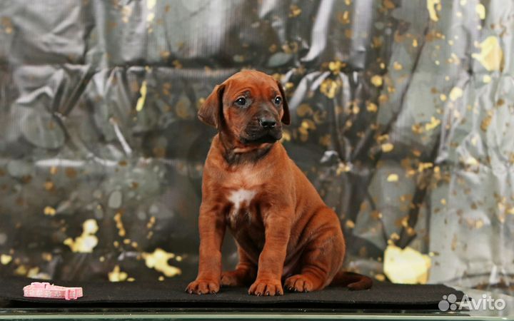 Девочка Родезийского Риджбека