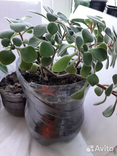 Комнатные цветы