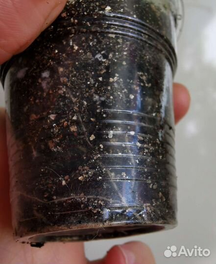 Бугенвиллия