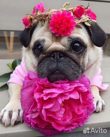 Картины по номерам на подрамнике 40*50 см