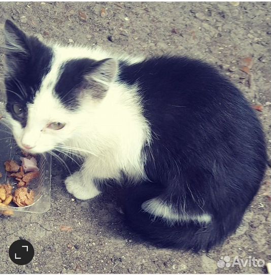 Котенок черно-белого окраса ищет дом