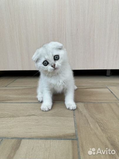 Шиншилловые девочки