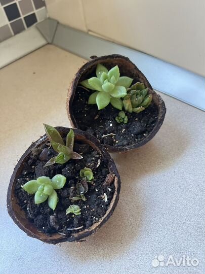 Суккуленты