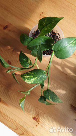 Сциндаптус эпипремнум