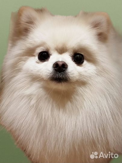 Вязка собак померанский шпиц кобель