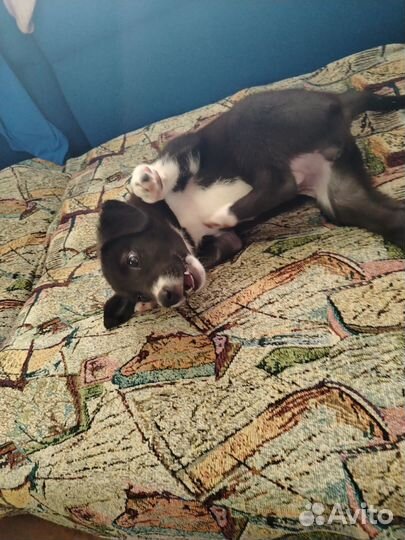 Щенок в добрые руки