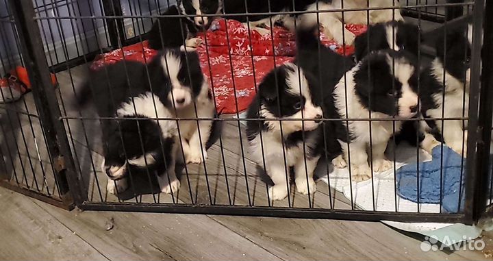 Щенки бордер колли