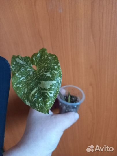 Комнатные растения