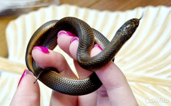 Узорчатый полоз