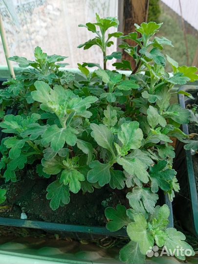 Шаровидные хризантемы