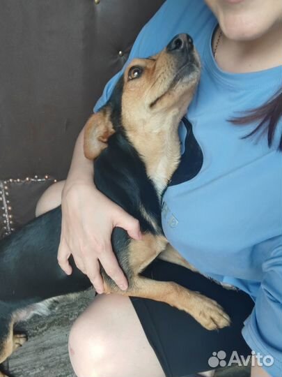 Продам собак