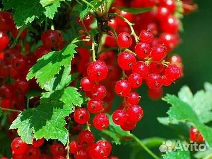 Красная смородина ягода