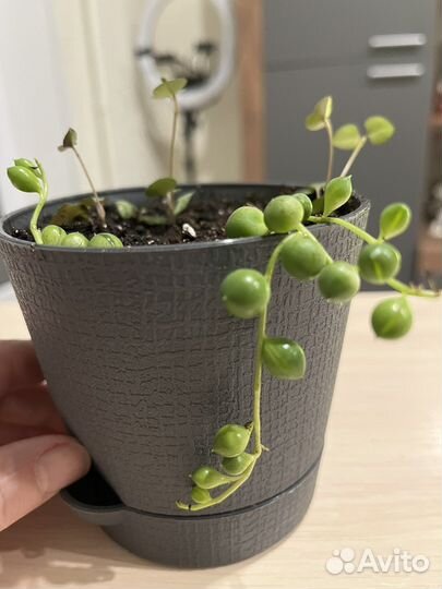 Суккуленты