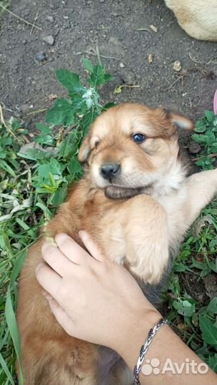 Щенок в добрые руки