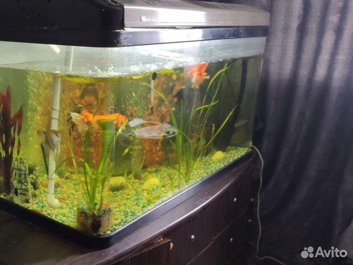 Аквариум