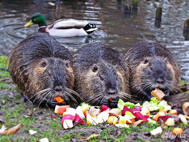 Домашние нутрии
