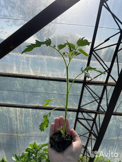 Помидор Турецкий