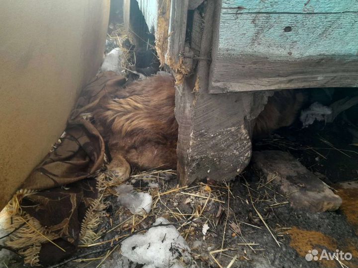 Собачка ищет дом