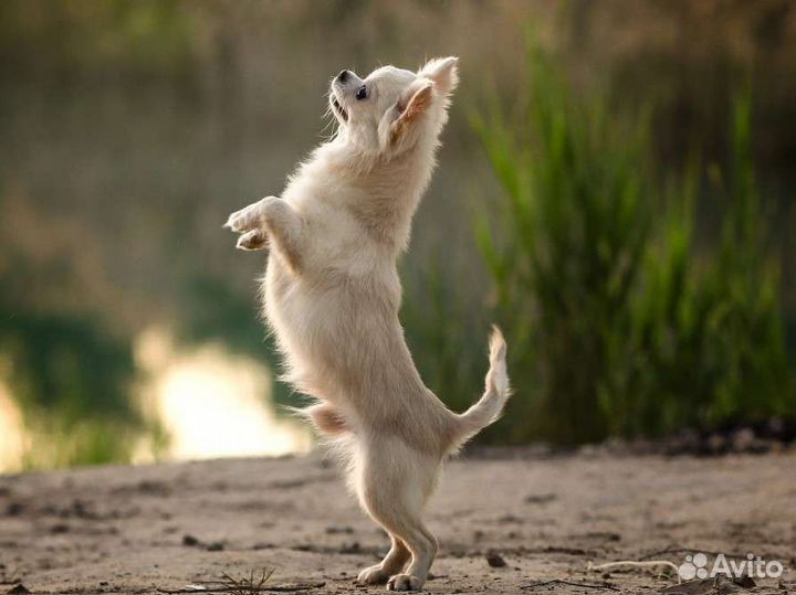 Красивый мальчик чихуахуа длинношерстный