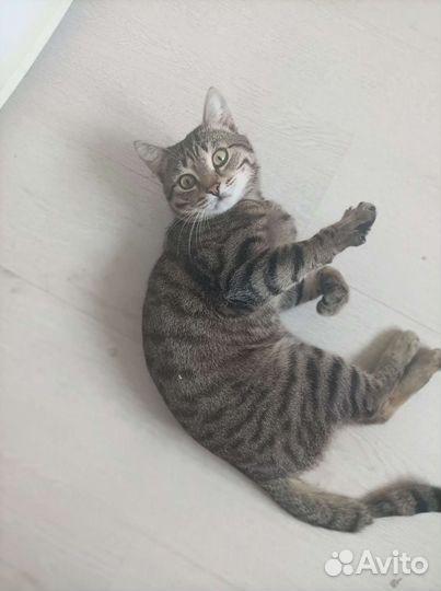 Бенгал метис