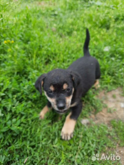 Маленькая собака полу такса дворняга