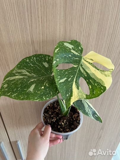 Монстера тайское созвездие