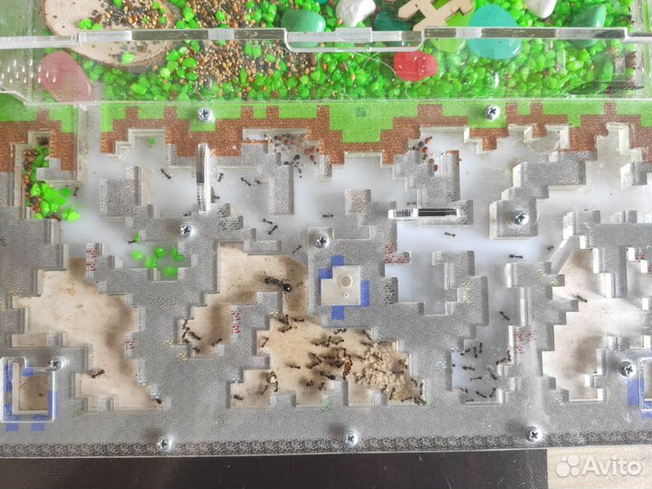 Живая муравьиная ферма с 100 муравьями