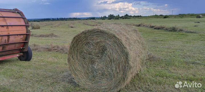 Сено в рулонах