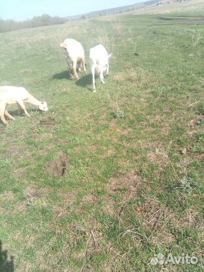 Зааненская дойная коза и козлята