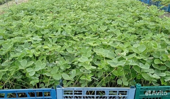 Рассада зкс клубники Мурано Крупный опт предзаказ