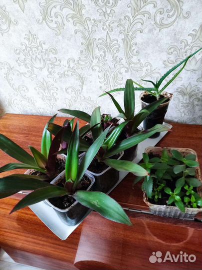 Традесканция рио, коланхоэ, алоэ столетник