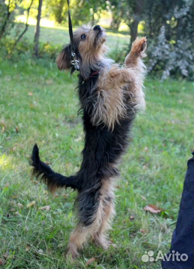 Маленький очаровательный песик ищет добрый дом