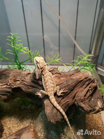 Бородатая агама