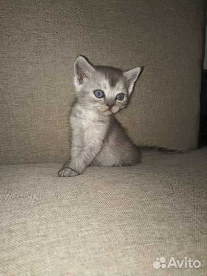 Британские котята