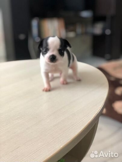 Собака Чихуахуа