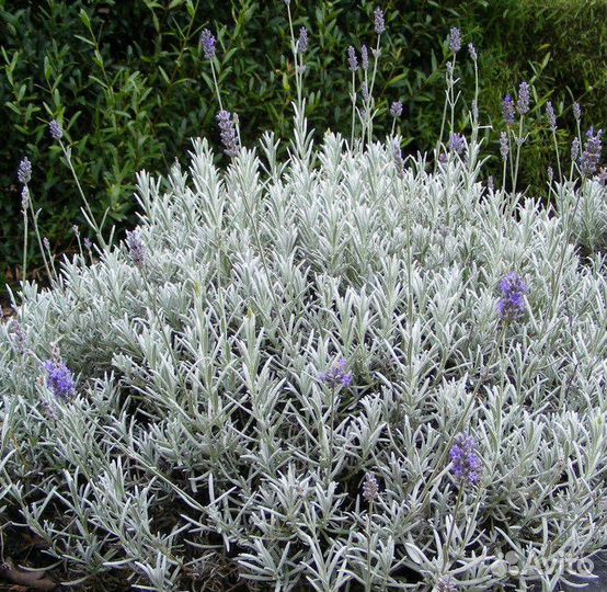 Лаванда и розмарин