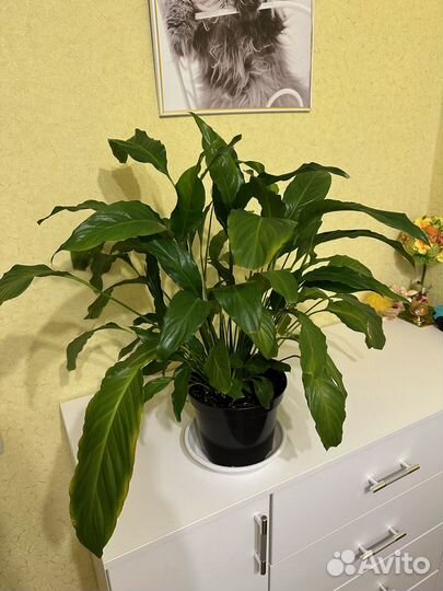 Комнатные цветы