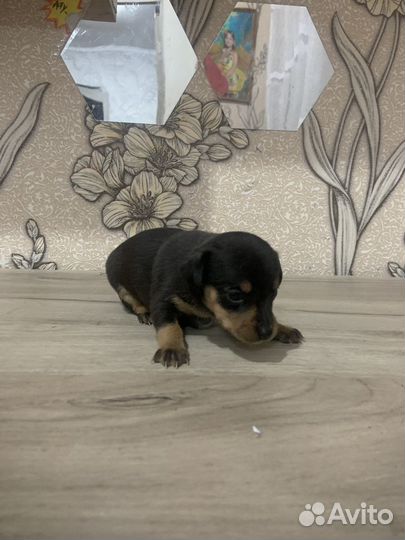 Протам той терьеров