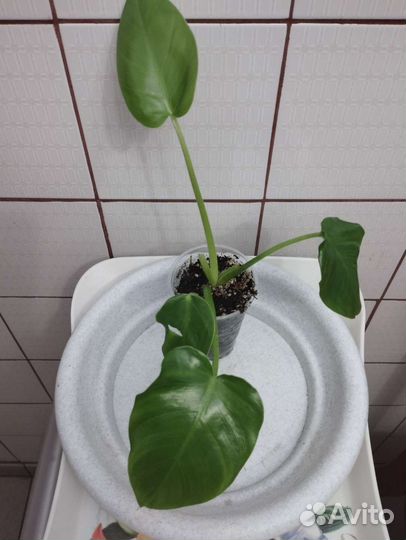 Филодендроны